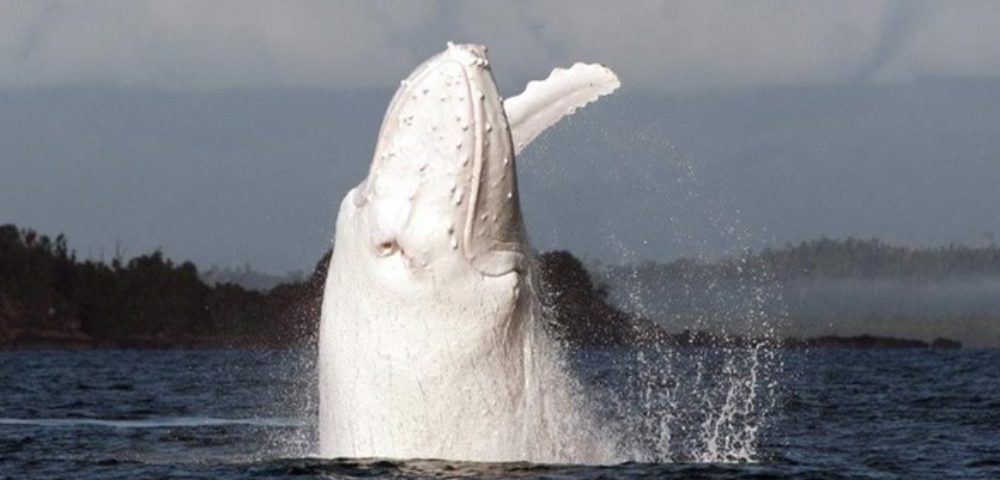 Migaloo, It's You! Australia's Famous Albino Whale Spotted Again