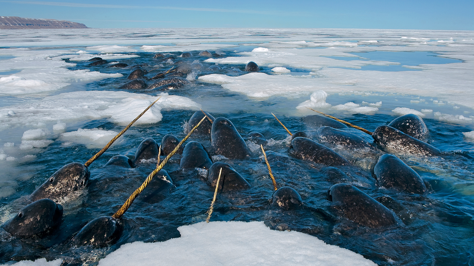 narwhals