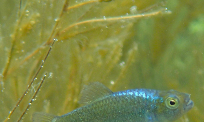 Puh Fish What Is A Pupfish