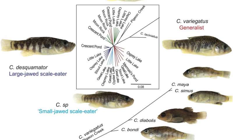 Puh Fish Pupfish Are Way Cooler (And Cuter) Than You Would Think
