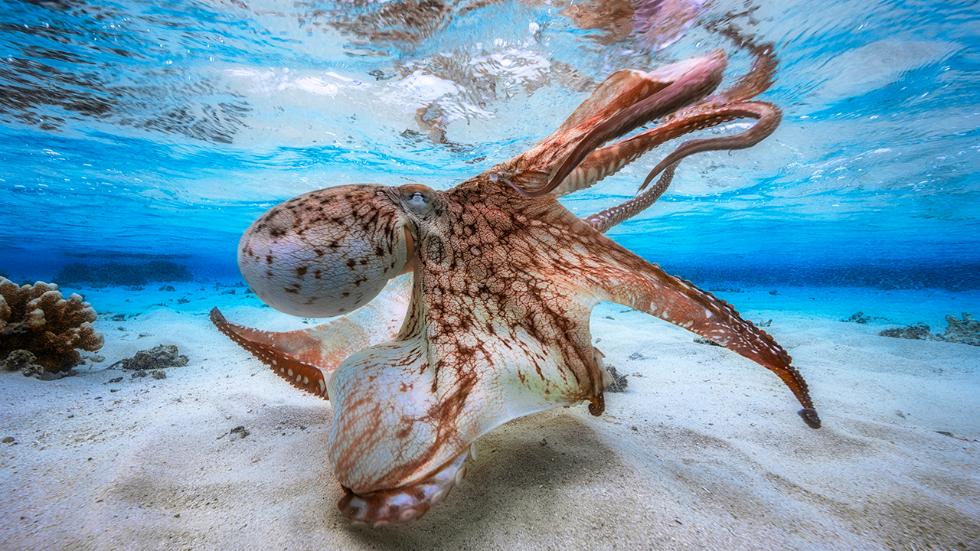 octopus presto