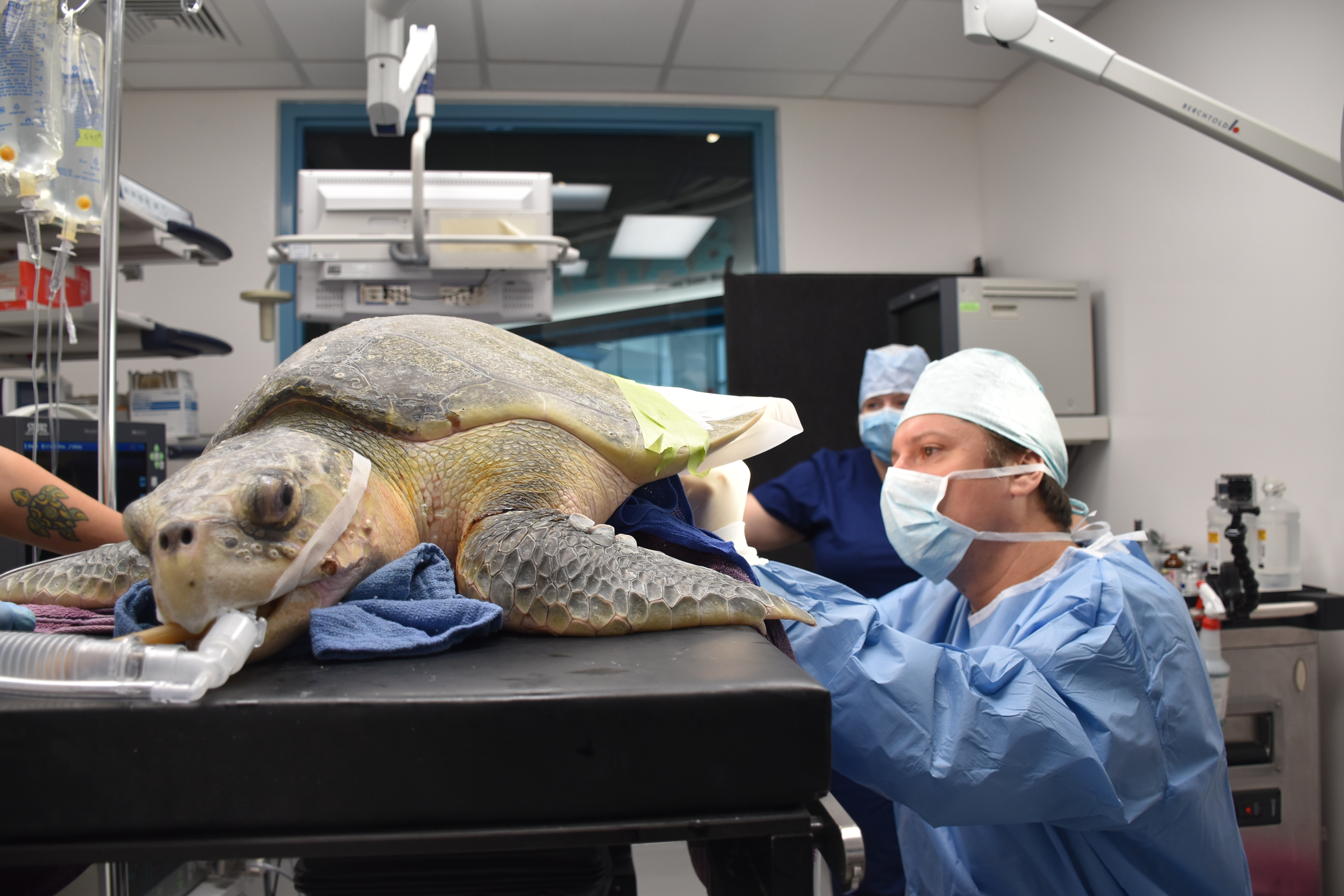 Peach The Sea Turtle Released After Risky Surgery At South Carolina