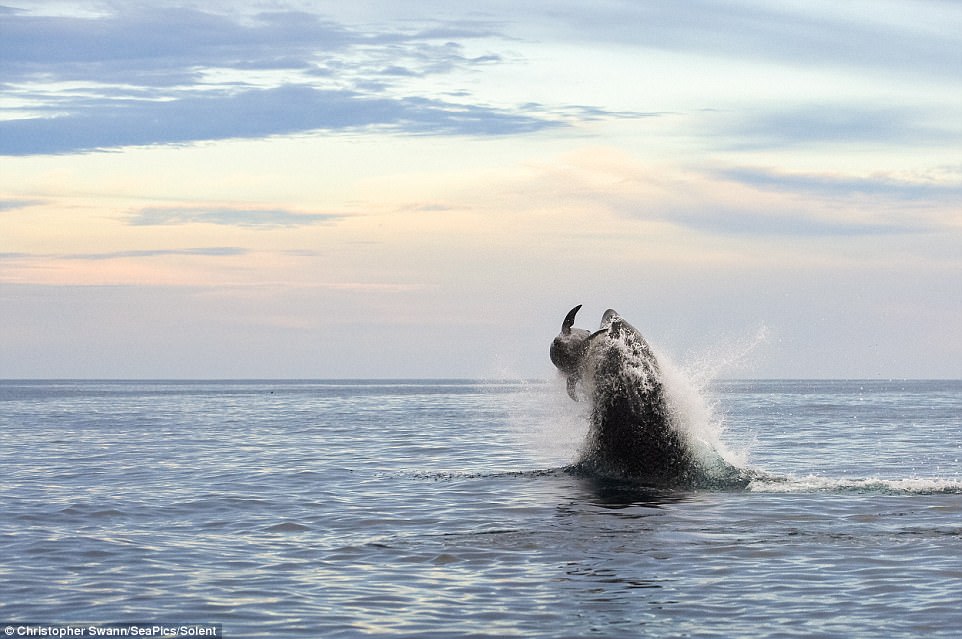 Photographer Captures Amazing Photos Of Orcas Hunting Surprising Prey