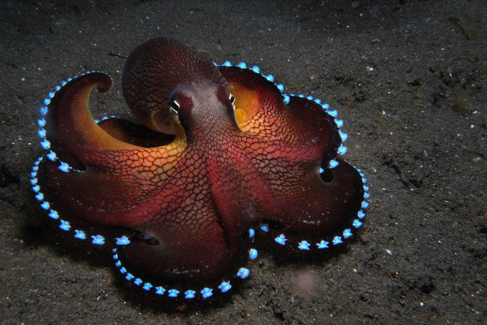 Top 10 Strangest Sea Creatures You've Probably Never Heard Of