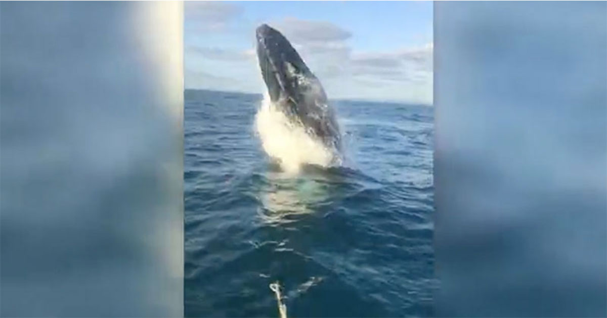 whale calf