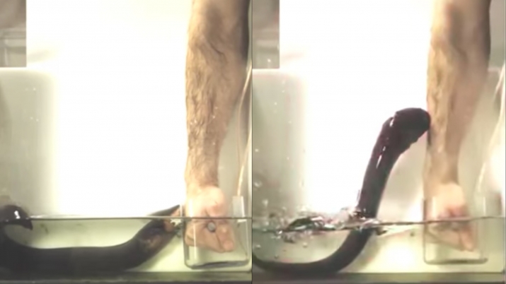 electric eel