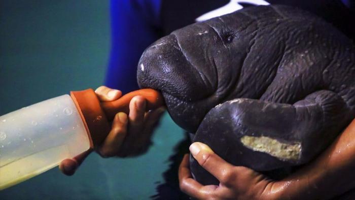 orphaned manatee