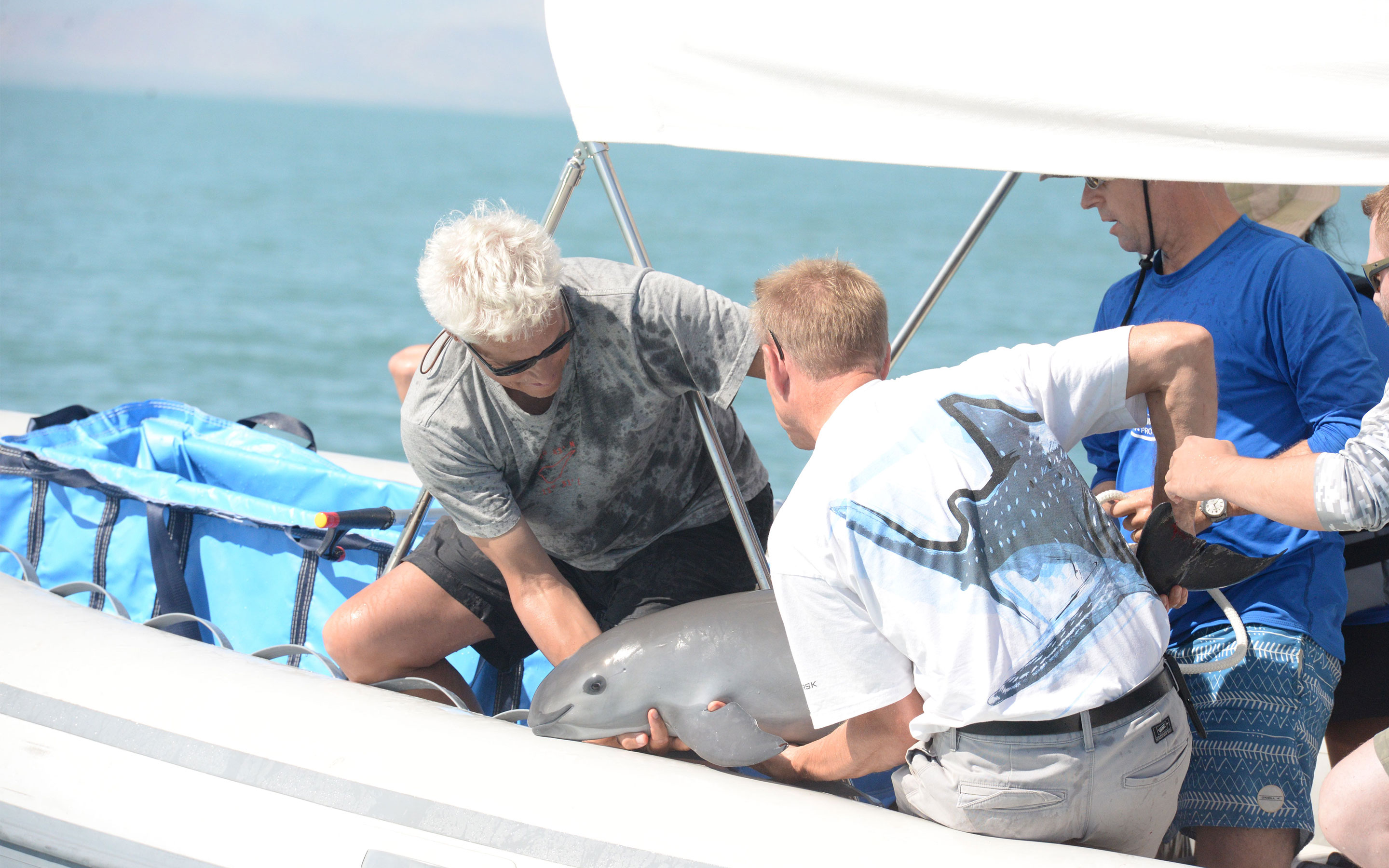 vaquita