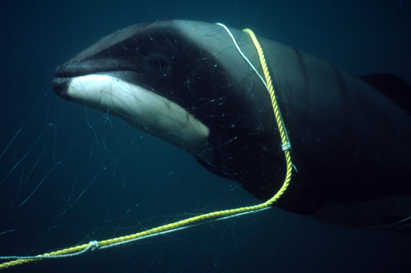 shark net