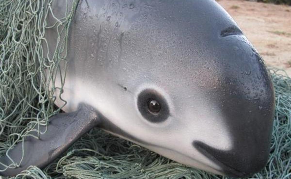 sea shepherd