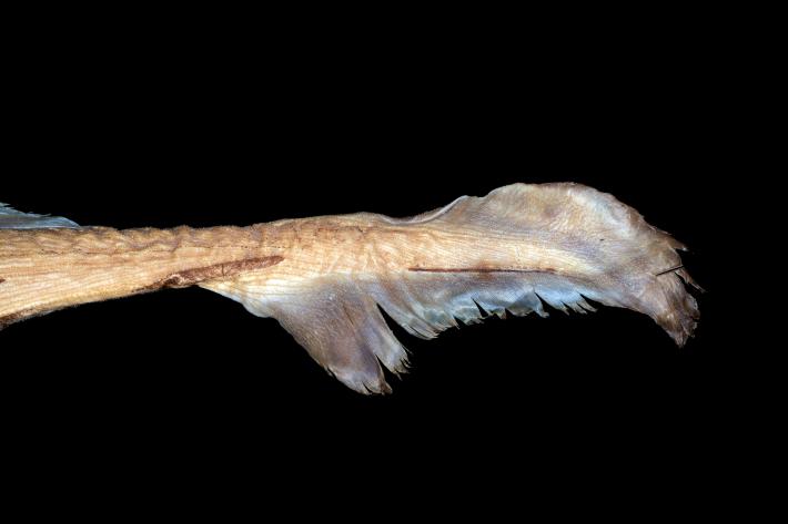A New Species Of Shark: Tiny, Large Nosed, And Glow In The Dark