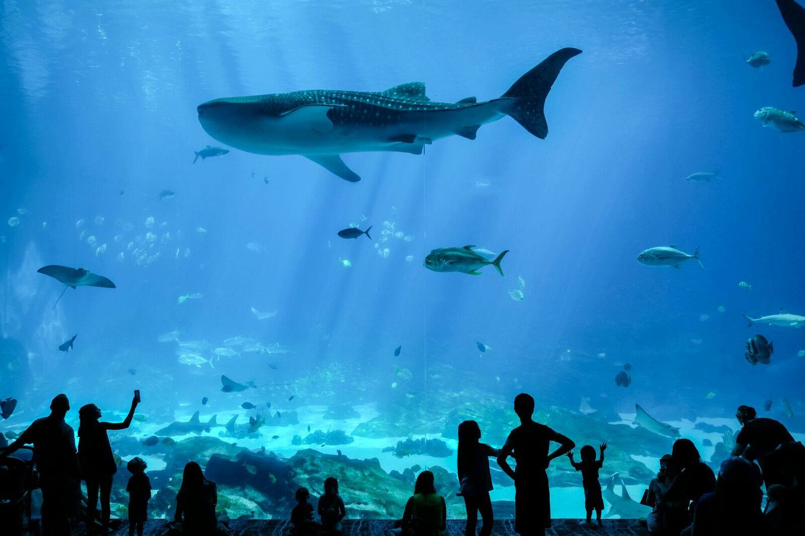 Georgia Aquarium Top