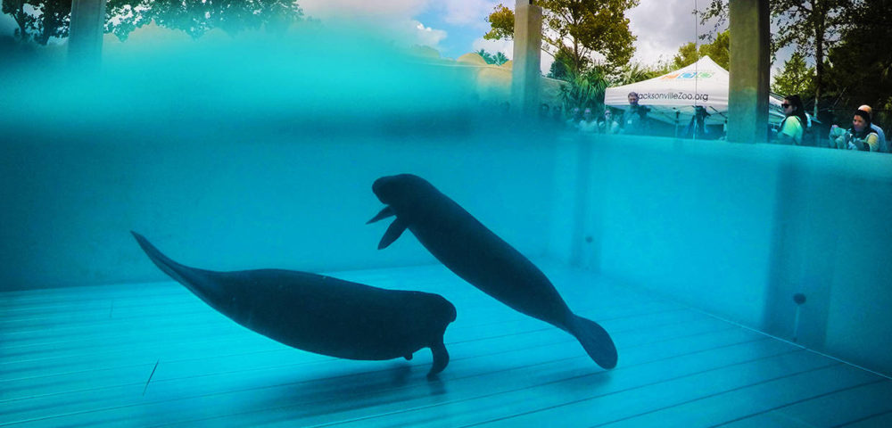 Jacksonville Zoo's Manatee Critical Care Center Prepares To Release Its