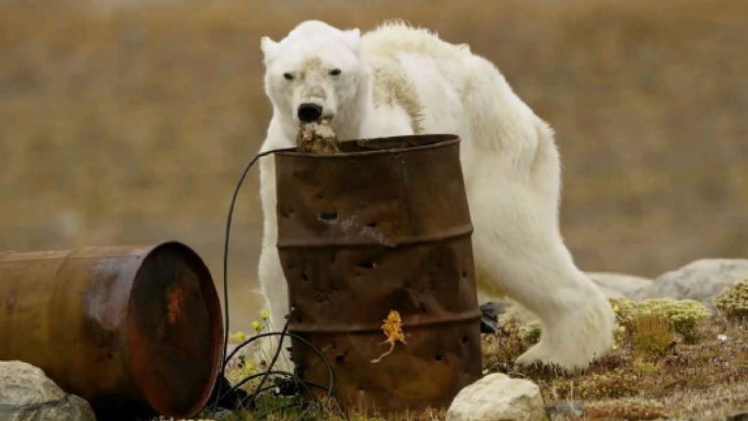 Starving Polar Bear Takes Final Steps In HeartWrenching Video