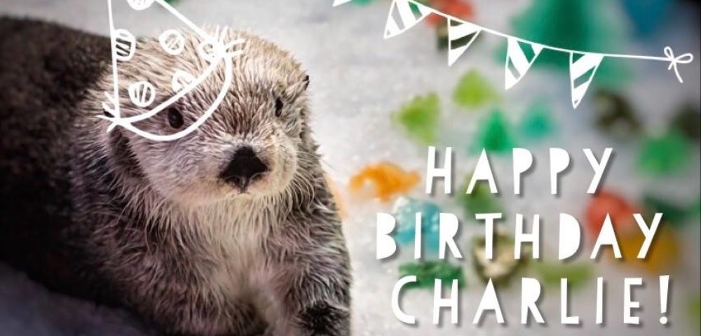 Charlie The Oldest Sea Otter Living In An Aquarium Turns 21!
