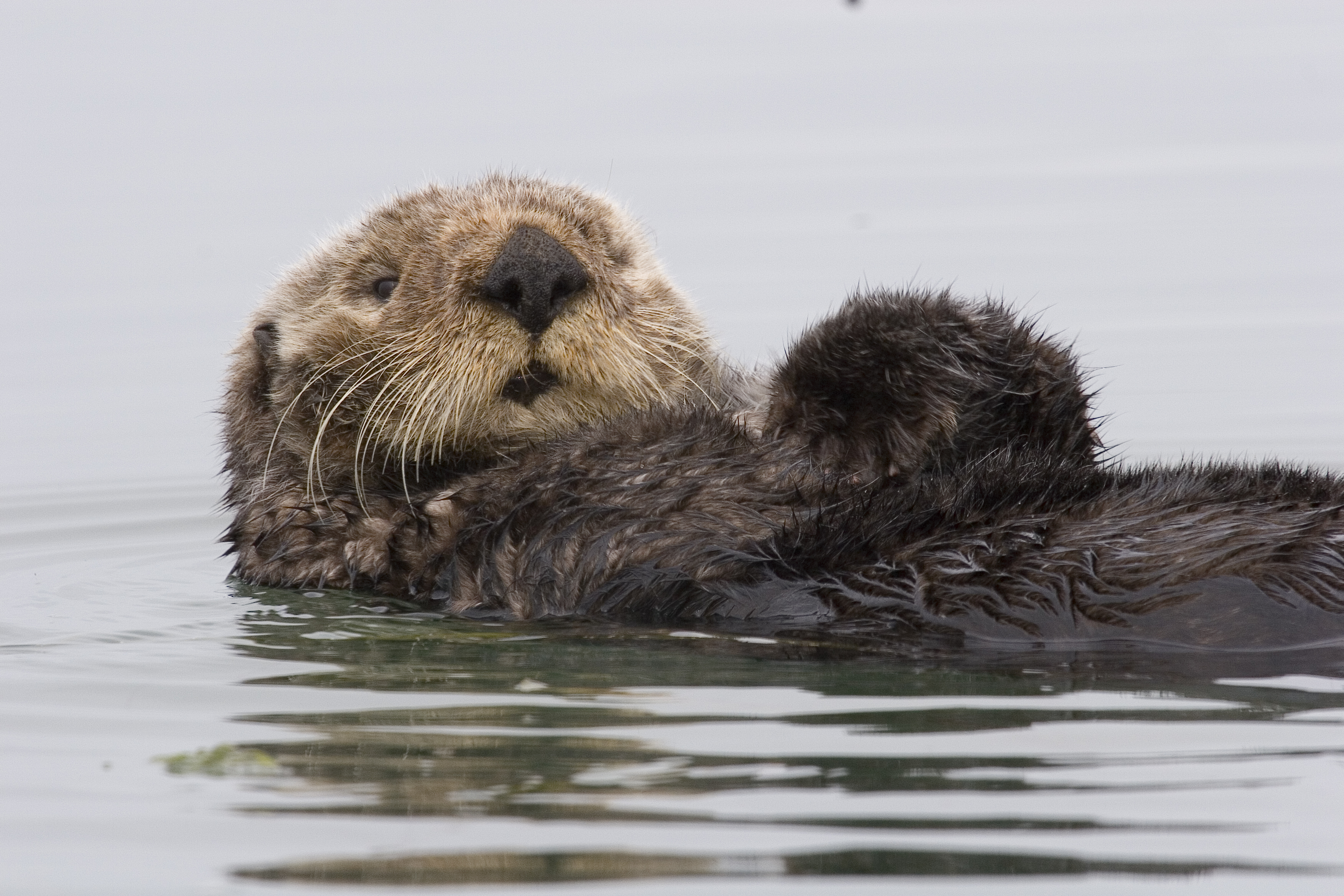 #rateaspecies