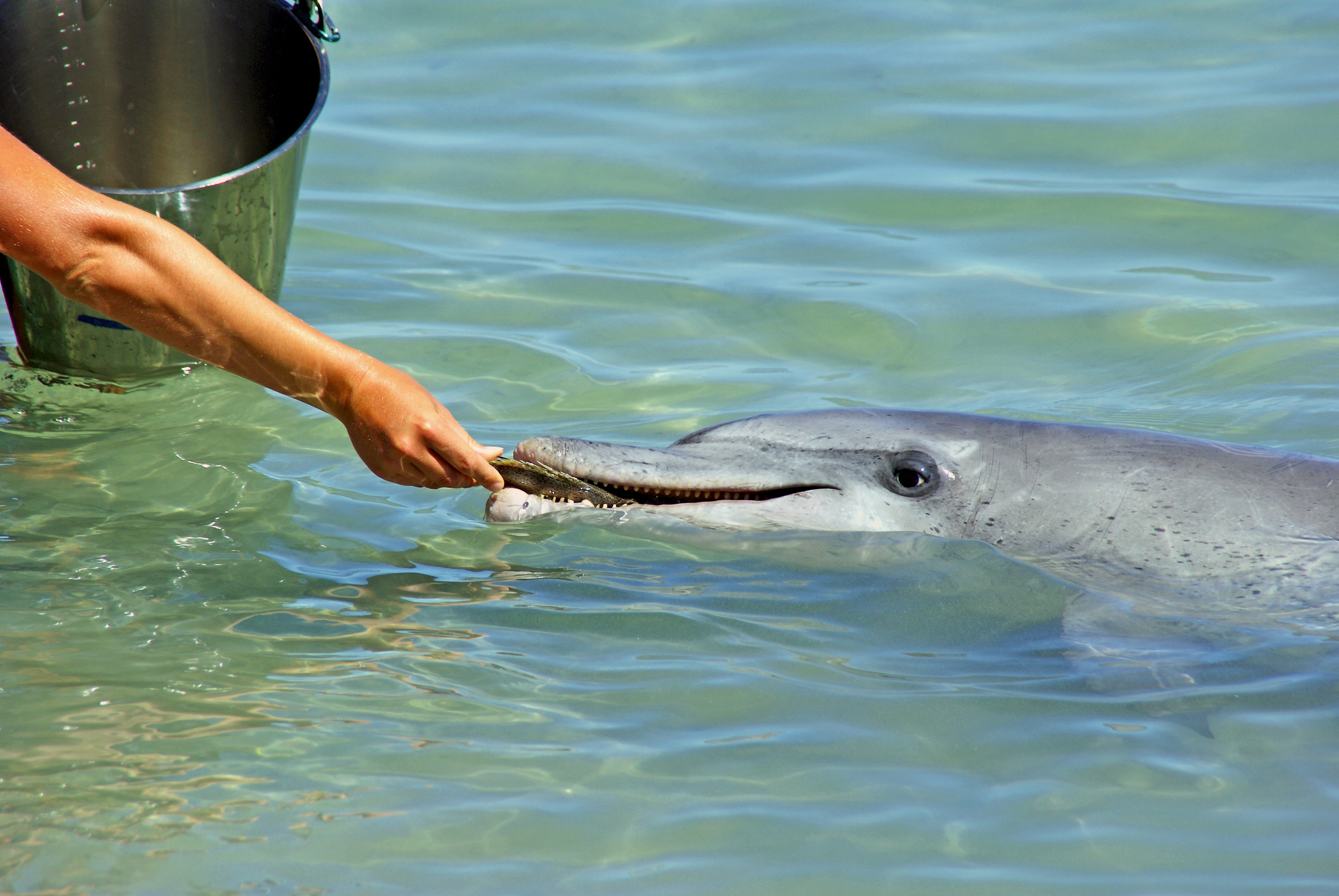 dolphin awareness