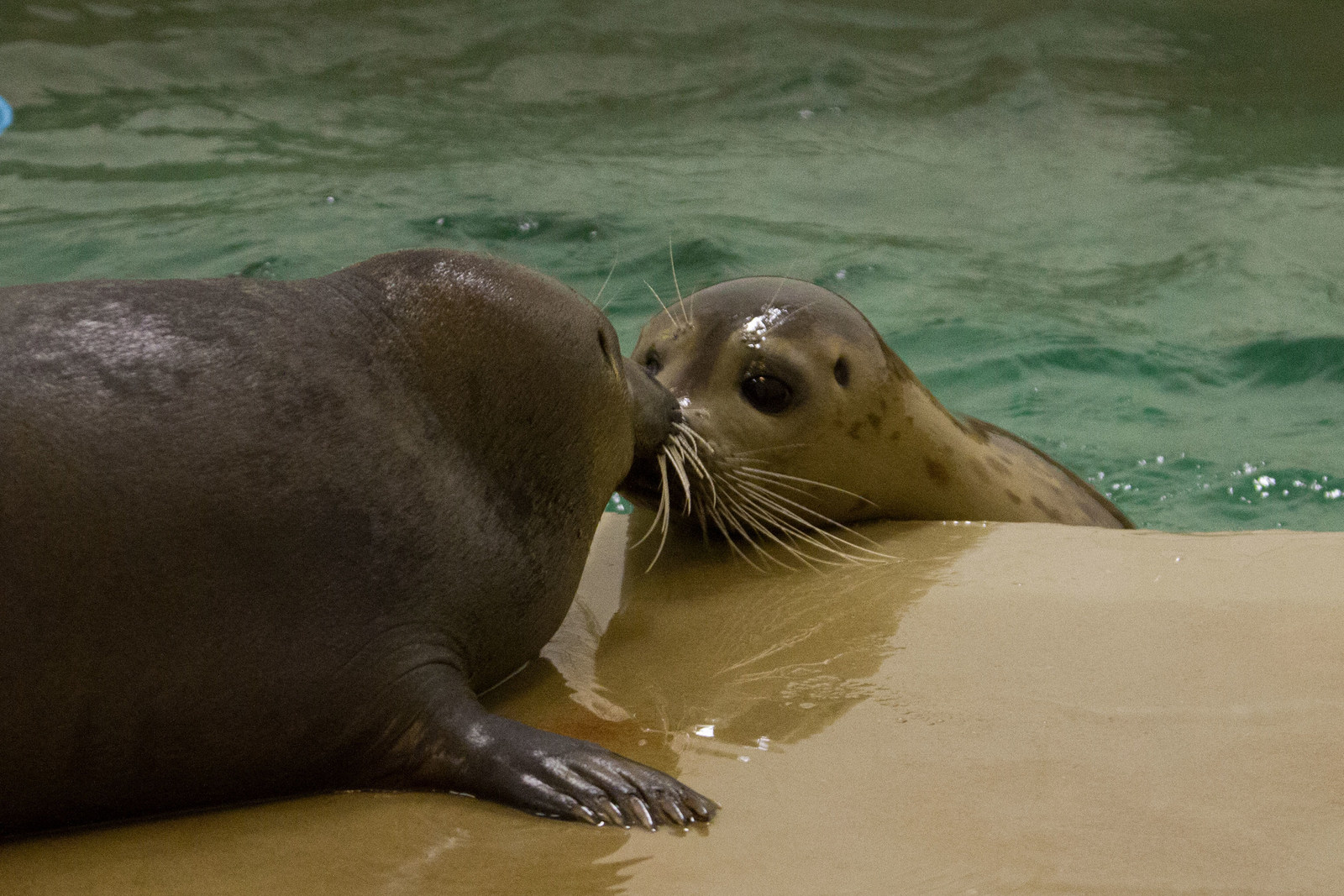 moody gardens