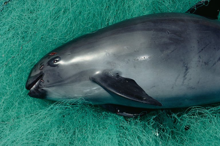 Vaquita Found Dead Thanks To Entanglement - Awesome Ocean