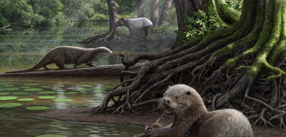 giant otter