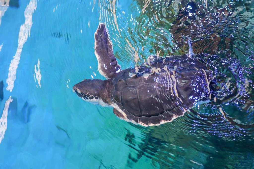 This Resilient Little Turtle Is On The Road To Recovery