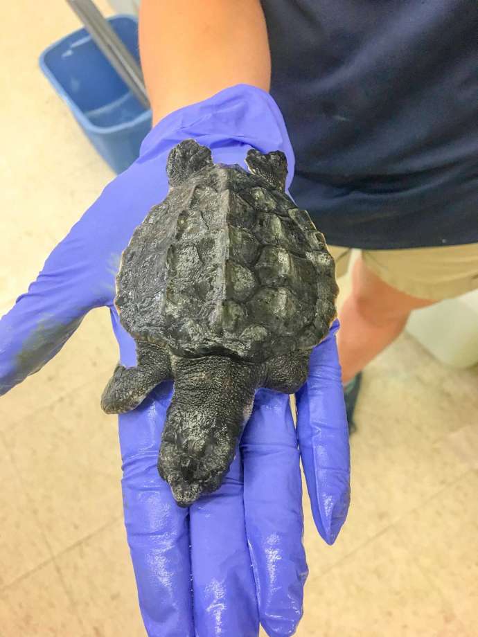 This Resilient Little Turtle Is On The Road To Recovery