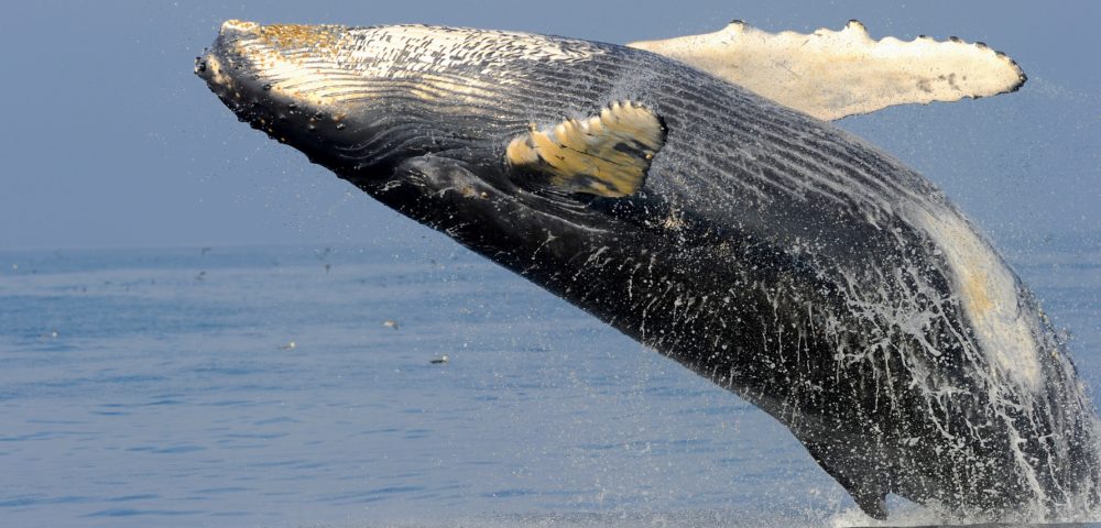 The Numbers Don't Lie! Humpbacks Are On The Rise In Australia!