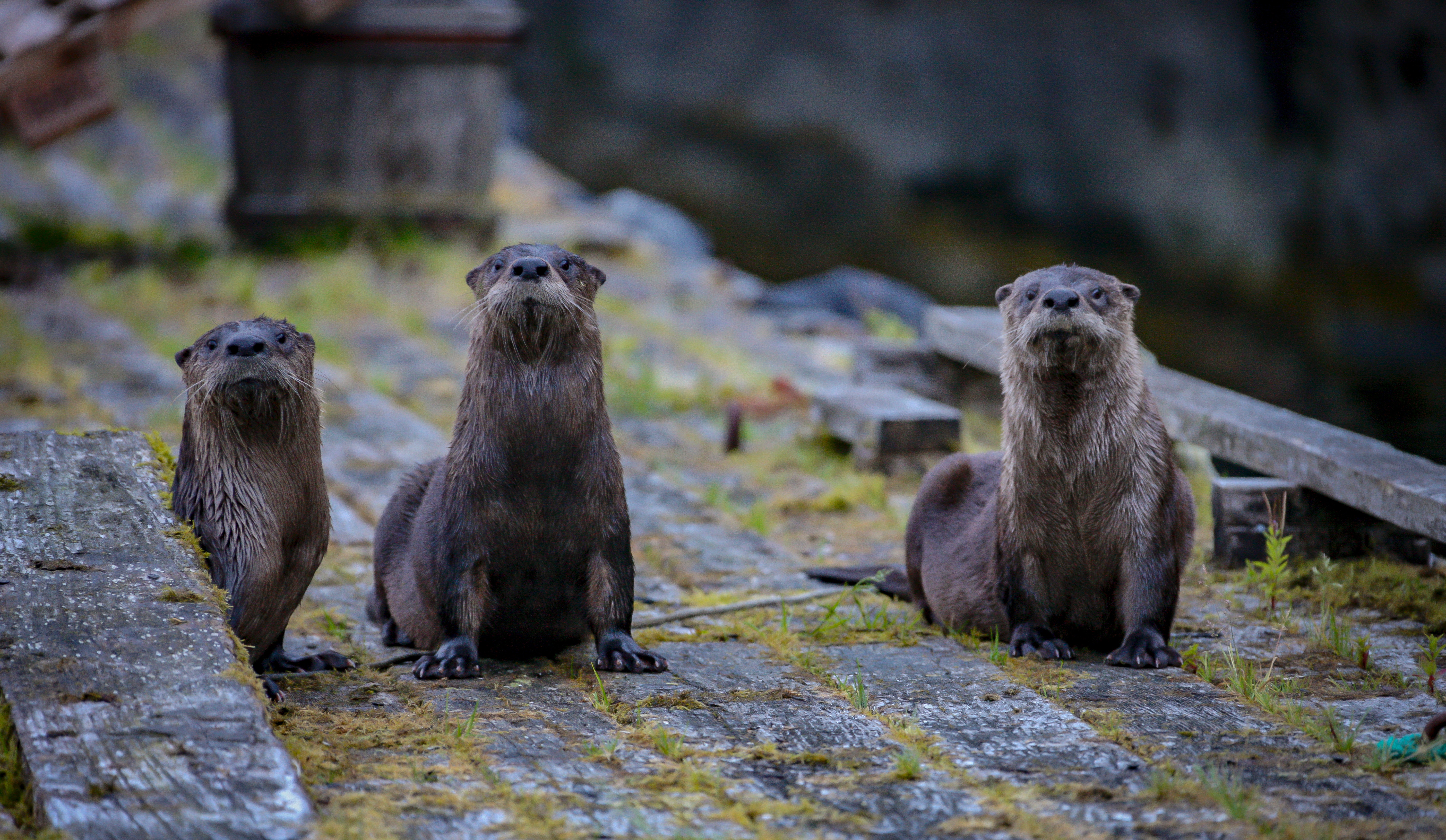 Sea Otters Are Returning To Washington!
