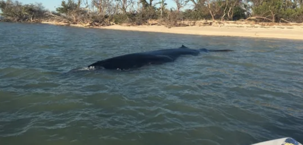 brydes whale found beached