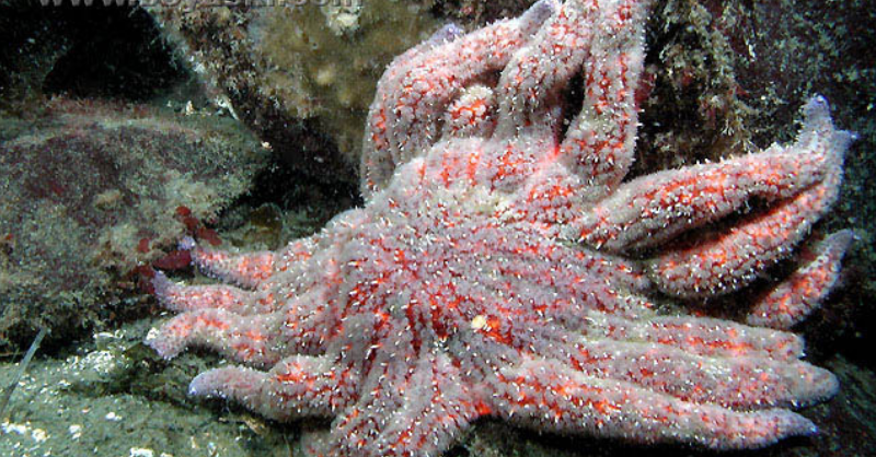 Sea Star Population