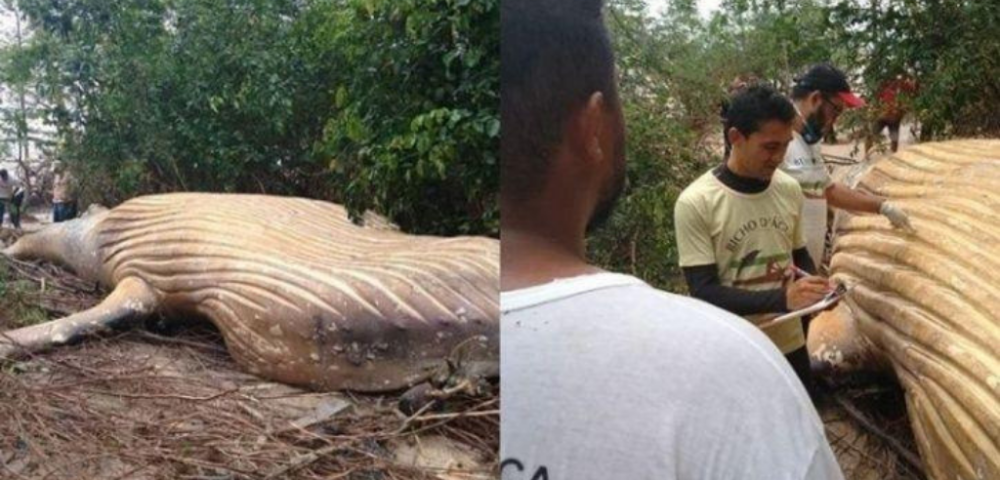 Whale Found In Amazon Jungle