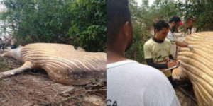 Whale Found In Amazon Jungle