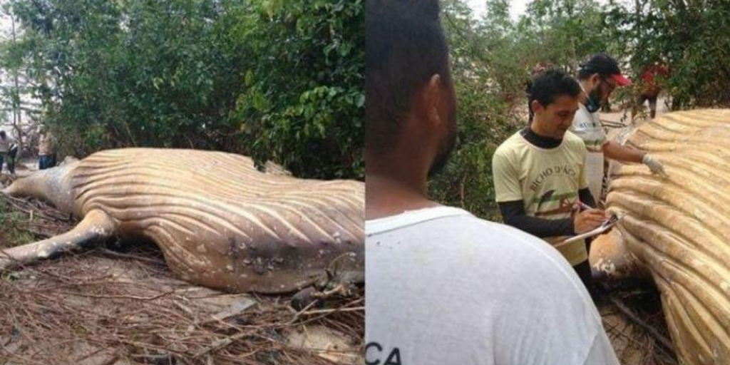 Whale Found In Amazon Jungle