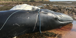 Dead Humpback On Scottish Beach