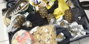 Customs Agents Find Over A Thousand Turtles