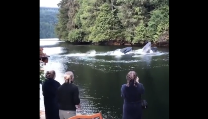 Humpback Whales swim Next to lodge