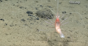 National Shrimp Day