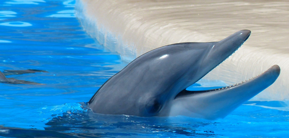 Dolphins In U.S. Aquariums And Zoos Live As Long As Or Longer Than Dolphins In The Wild