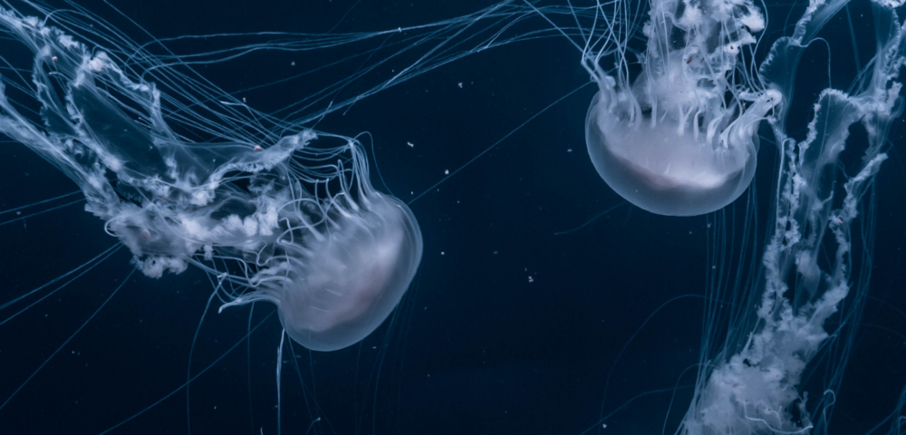 jellyfish wreaking havoc