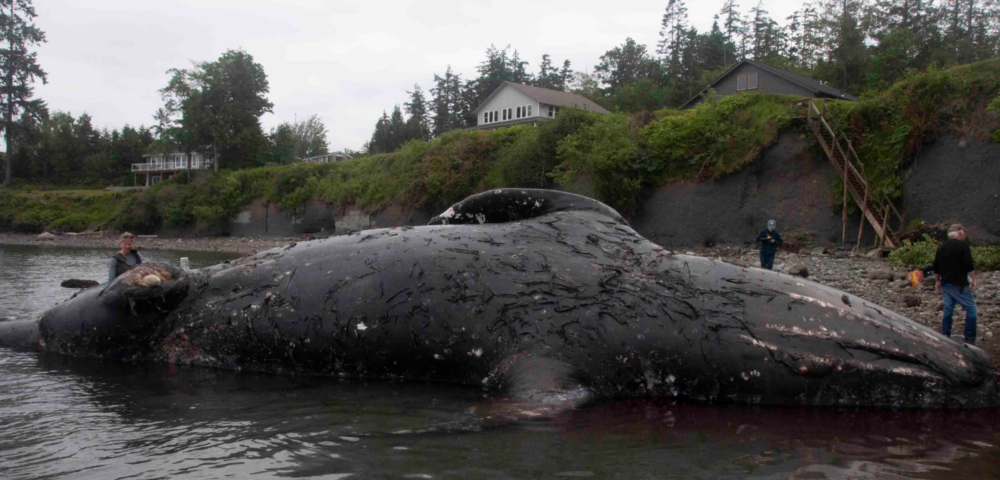 whale decomposition waterfront property