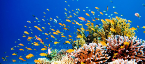 Marine Species Decline