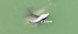 Dolphin Mourning Calf Death