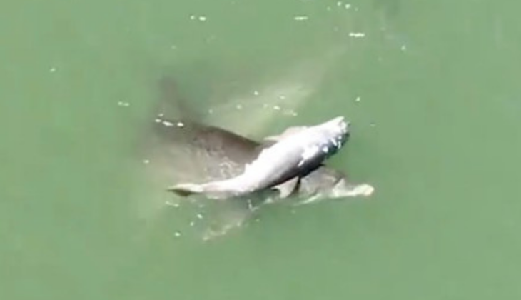 Dolphin Mourning Calf Death