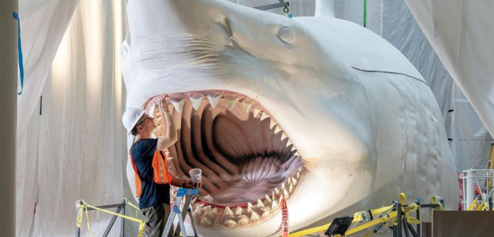 Megalodon Museum of Natural History