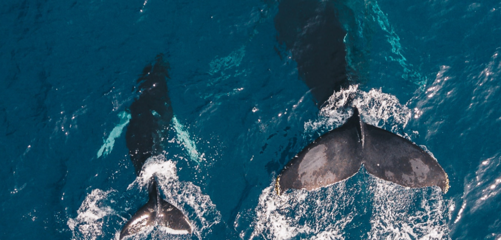Orca Conservancy Sea Pens