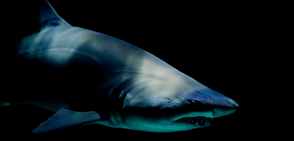 weirdest shark species