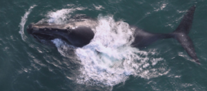 Image Source: us.whales.org