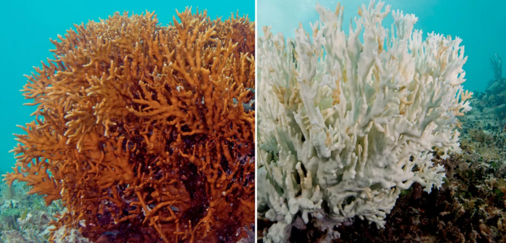 Researchers Investigate The Long Term Effects Of Coral -3221