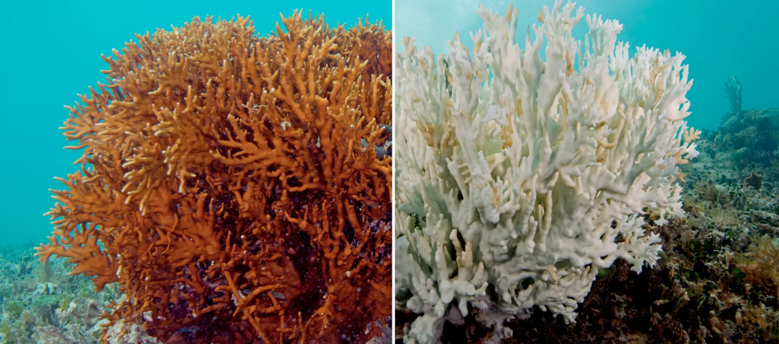 Researchers Investigate The Long Term Effects Of Coral Bleaching On Fish Populations