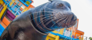Thomas Cook Collapse SeaWorld